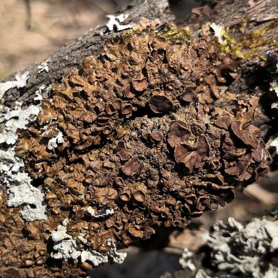 Image of Melanohalea olivacea specimen.