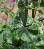 Salvia hierosolymitana