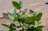 Calotropis procera. Верхушка побега с соцветиями и плодом. Египет, мухафаза Асуан, о-в Агилика, у развалин храма. 03.05.2023.