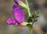 Vicia pyrenaica