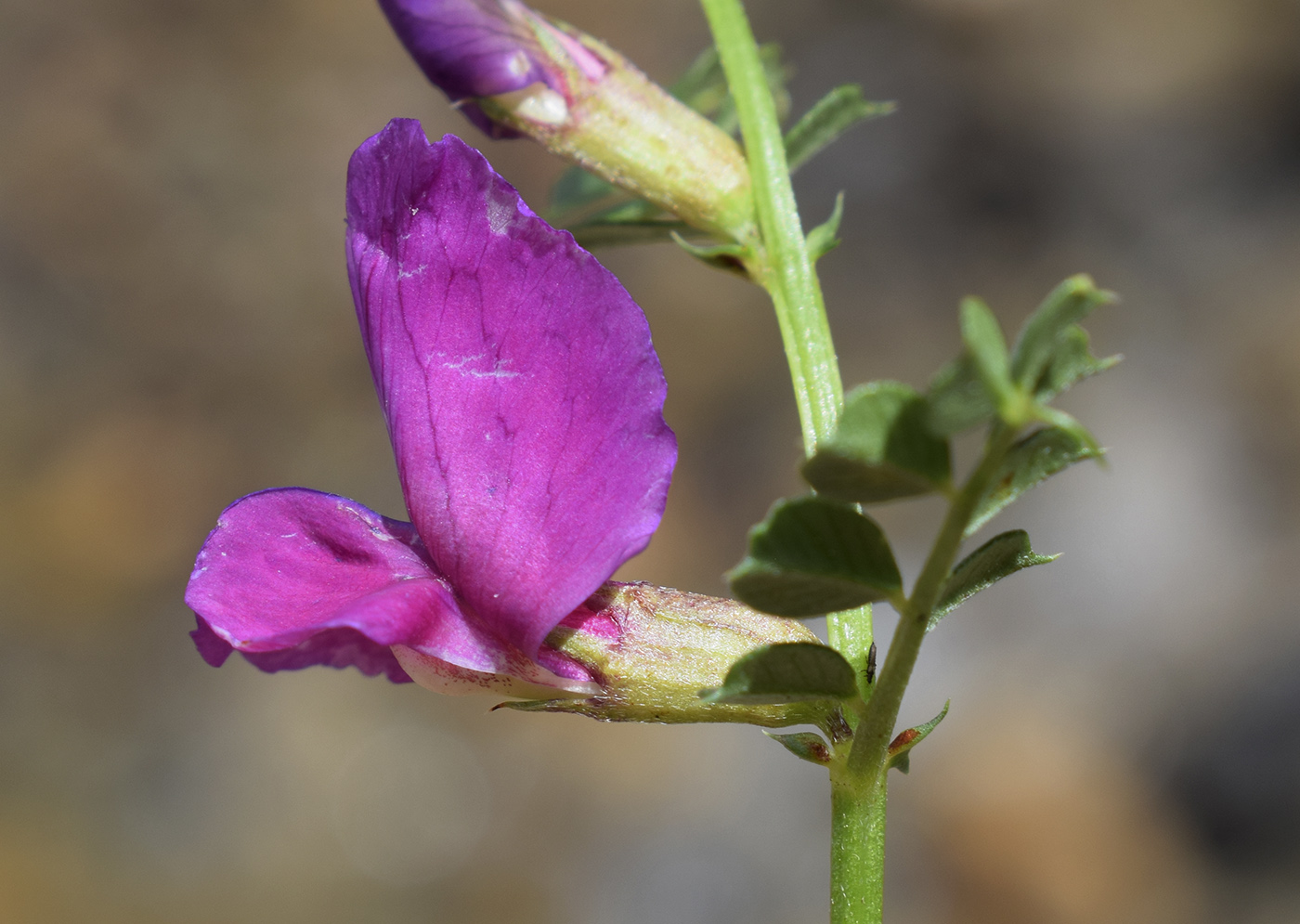 Изображение особи Vicia pyrenaica.