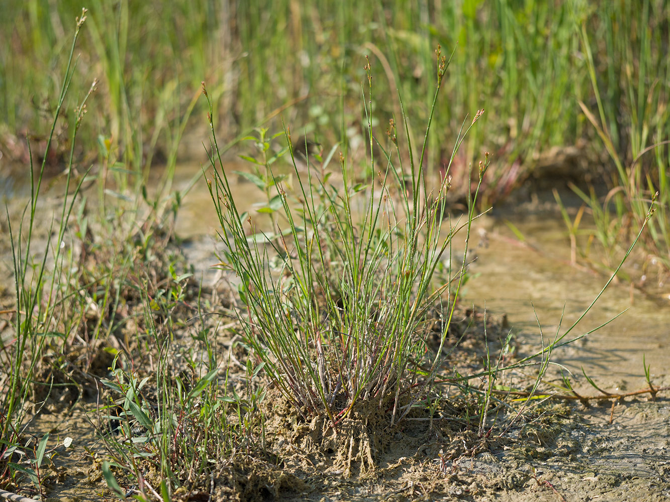 Image of genus Juncus specimen.