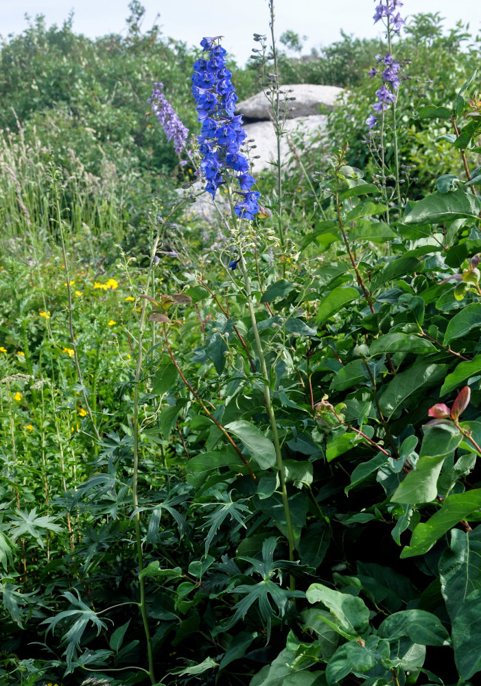 Изображение особи Delphinium elatum.