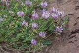 Astragalus onobrychis. Побеги с соцветиями. Карачаево-Черкесия, Зеленчукский р-н, окр. пос. Нижний Архыз, скальный выступ. 12.06.2023.