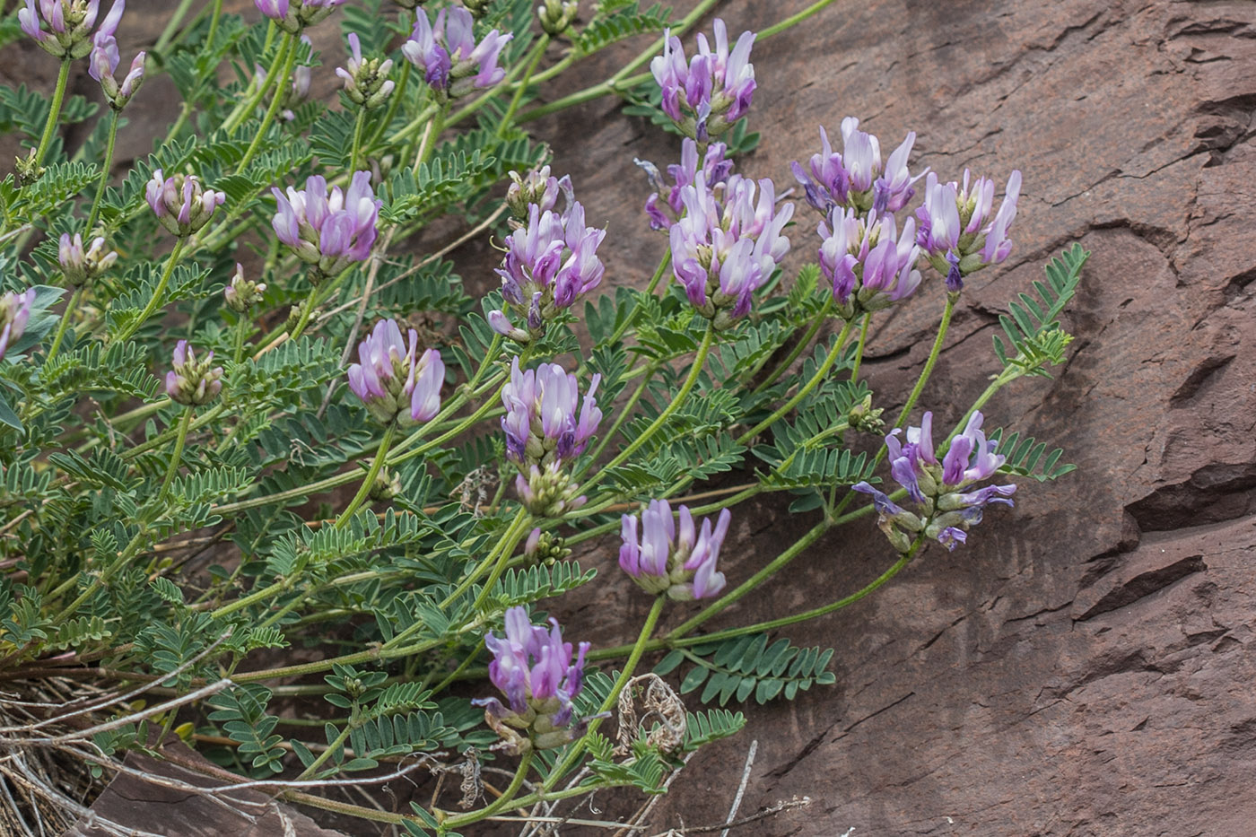 Image of Astragalus onobrychis specimen.