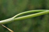 Allium ramosum