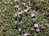 Acantholimon korolkowii