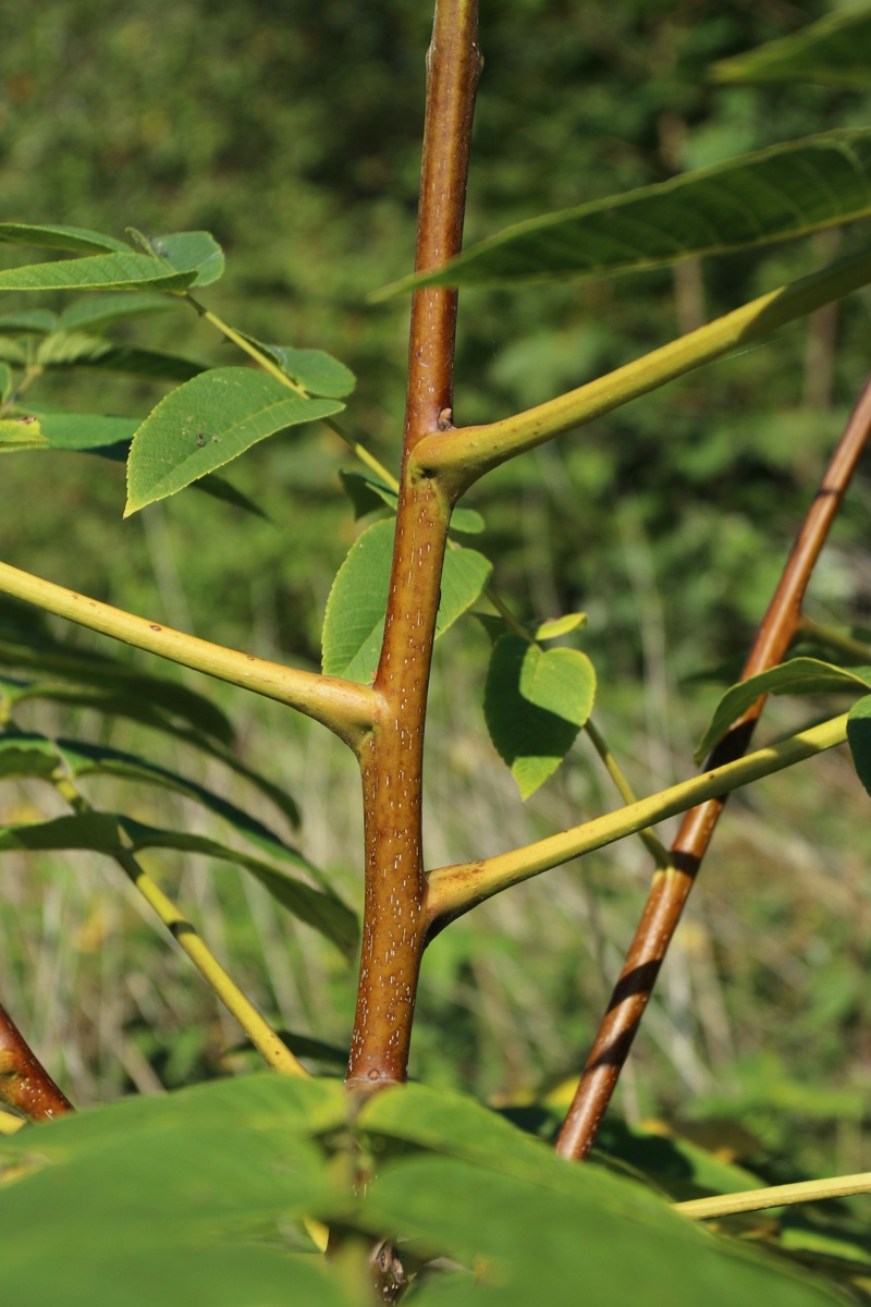 Изображение особи Juglans mandshurica.