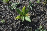 семейство Asteraceae. Молодое растение. Чечня, Шаройский р-н, юго-восточный склон горы Чархунышкорт, выс. 2100 м н.у.м, каменистый участок. 7 августа 2023 г.