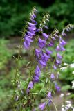 Campanula rapunculoides