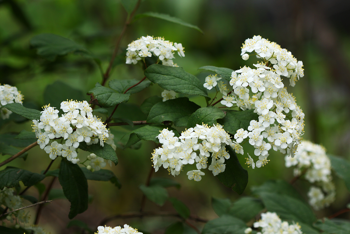 Image of Deutzia parviflora specimen.