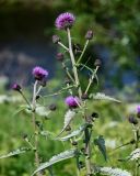 Cirsium helenioides