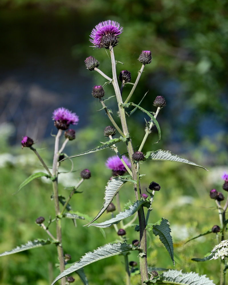 Изображение особи Cirsium helenioides.