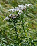 Achillea ptarmica subspecies macrocephala. Верхушки цветущих растений. Курильские о-ва, о-в Итуруп, долина р. Рейдовая, пойменный луг. 23.08.2023.