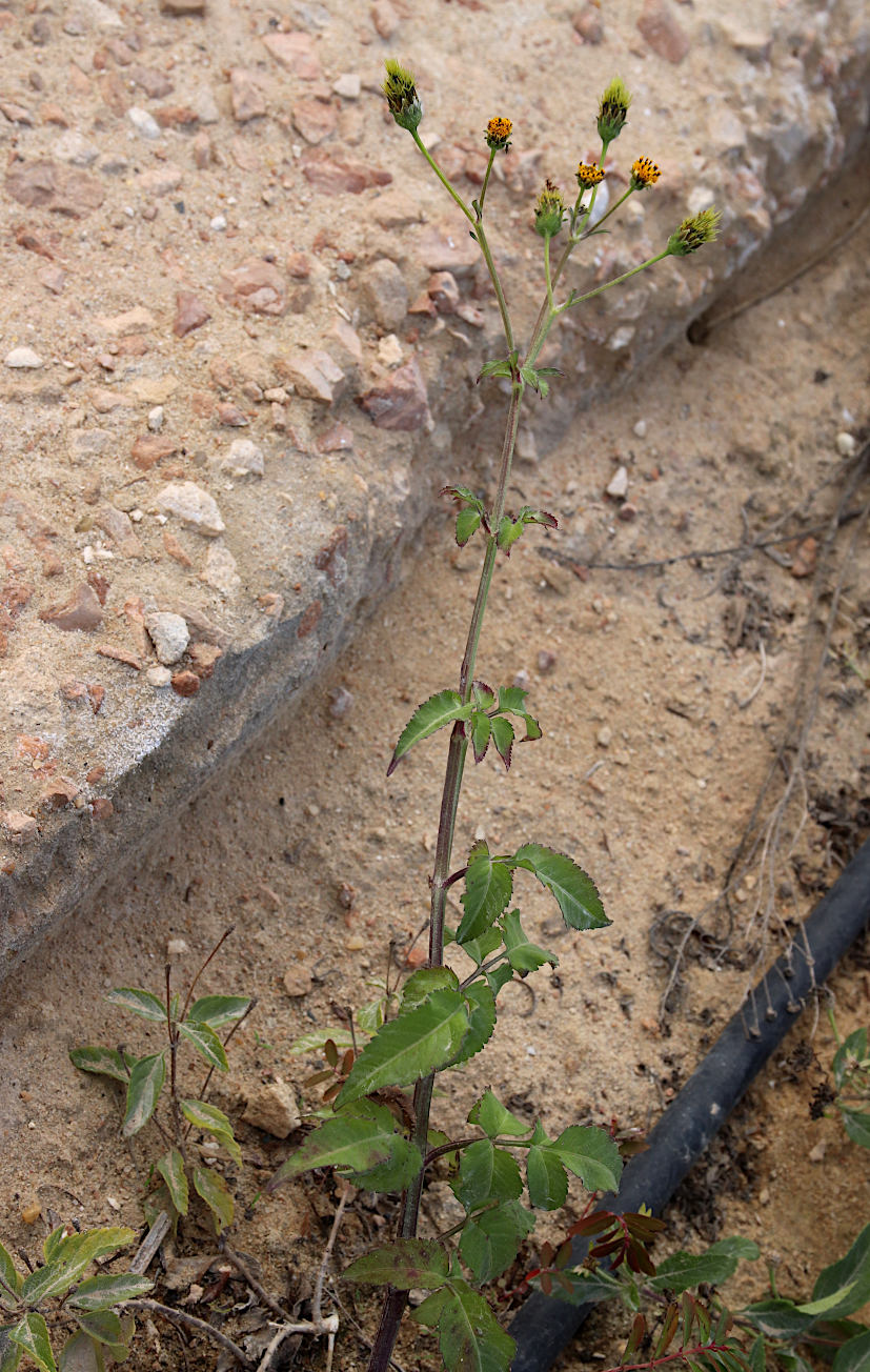 Изображение особи Bidens pilosa.