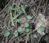 Campanula rotundifolia. Прикорневые листья. Пермский край, г. Пермь, Ленинский р-н, обочина асфальтовой дороги. 18.06.2023.