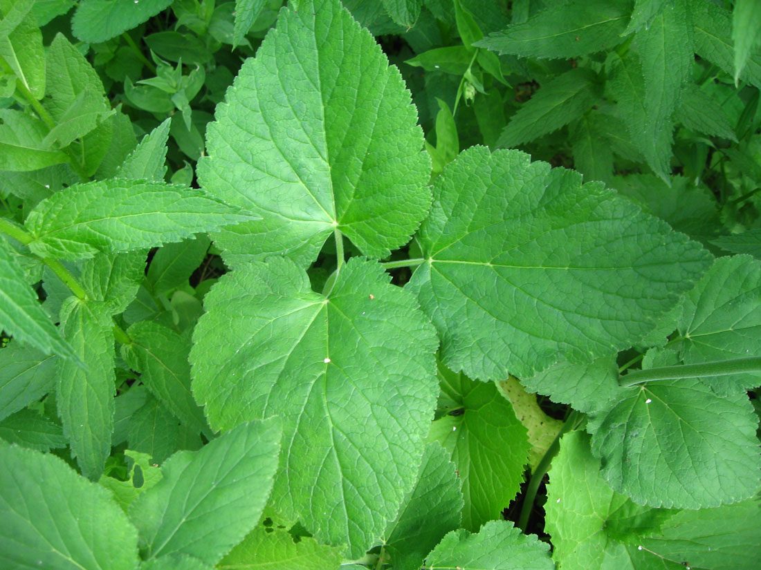 Image of Arafoe aromatica specimen.