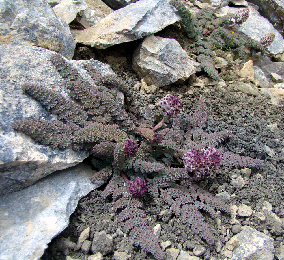 Image of Cysticorydalis fedtschenkoana specimen.