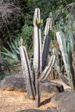 Cereus peruvianus. Погибающее растение. Израиль, г. Тель-Авив, парк Аяркон, сад кактусов, в культуре. 22.11.2023.