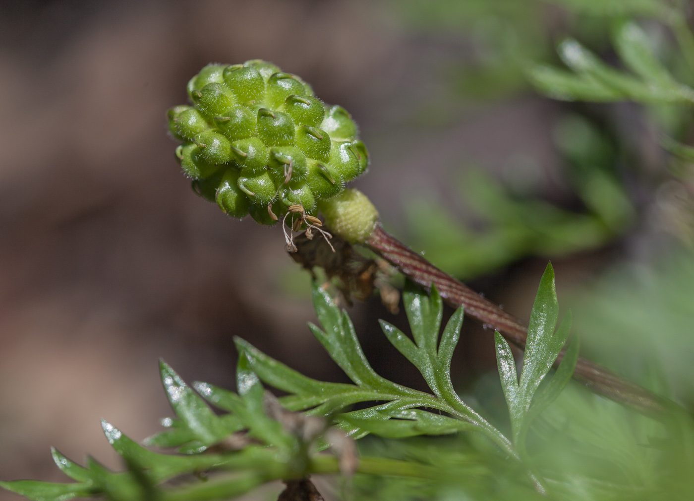 Image of Adonis amurensis specimen.