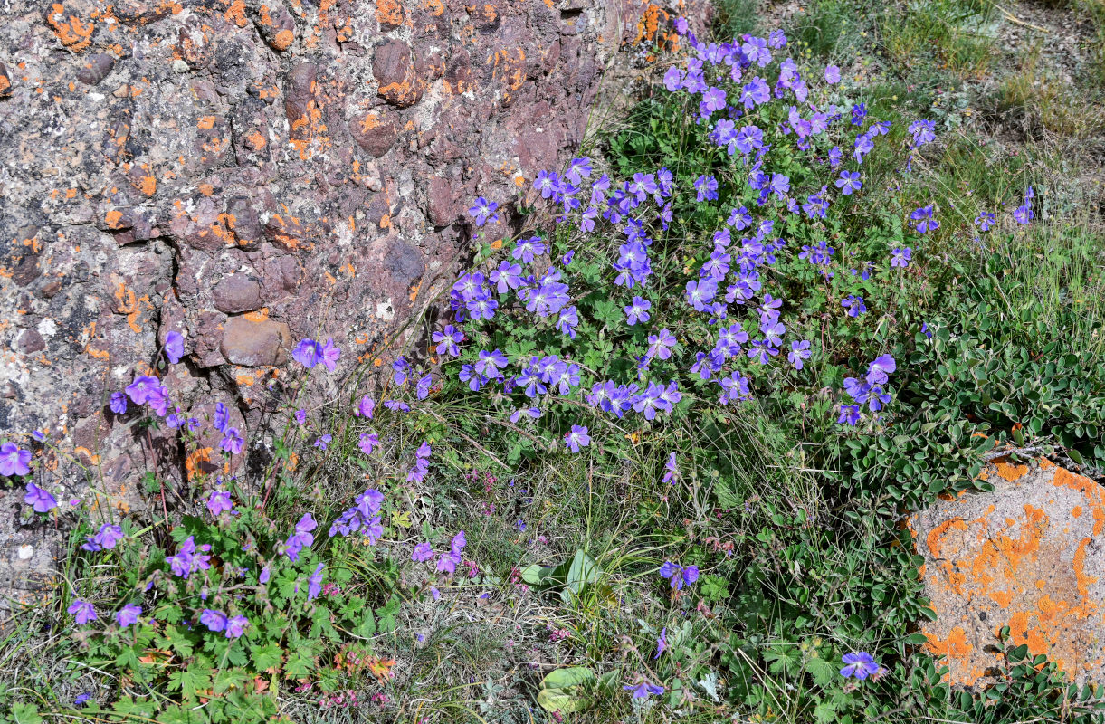 Изображение особи Geranium saxatile.