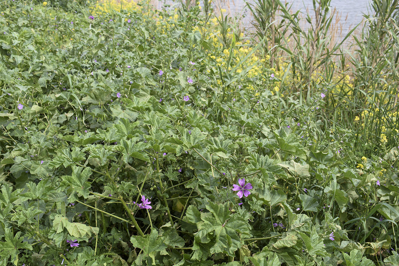 Изображение особи Malva sylvestris.