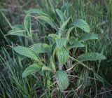 род Stachys