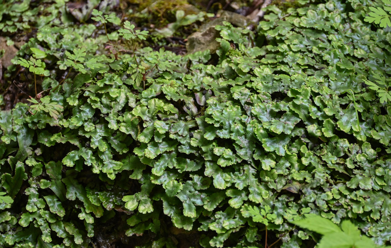 Image of Conocephalum conicum specimen.