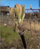 Sorbus aucuparia. Разворачивающиеся листья. Чувашия, г. Шумерля. 1 мая 2009 г.