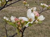 Pyrus ussuriensis. Верхушка цветущей ветви. Хабаровский край, окр. г. Комсомольск-на-Амуре, зарастающий пустырь. 11.05.2024.