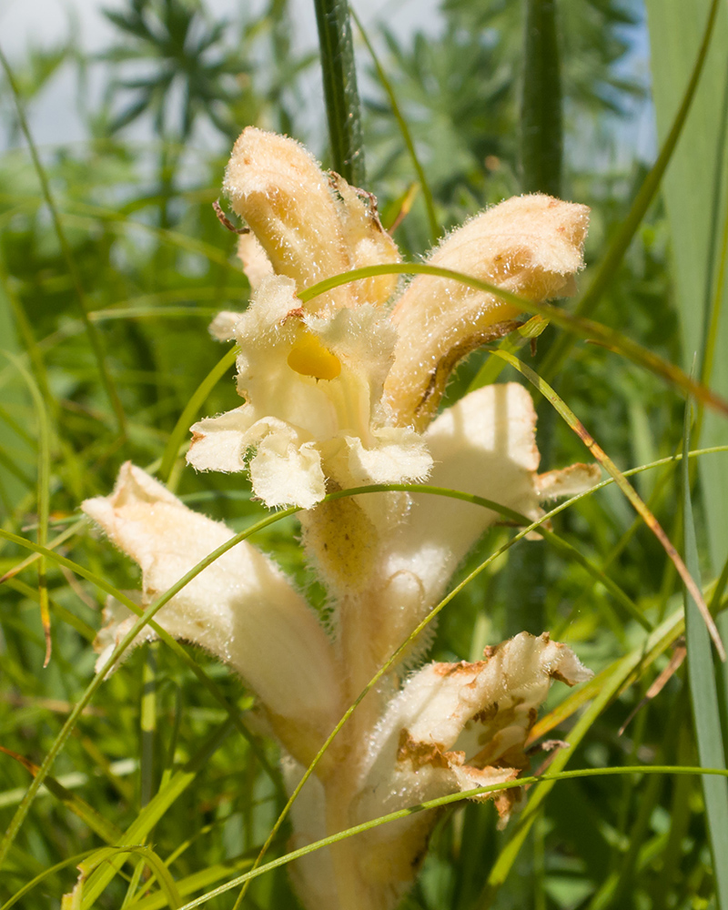 Изображение особи Orobanche owerinii.
