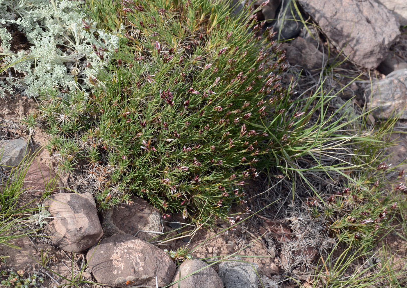 Image of Acantholimon sarytavicum specimen.