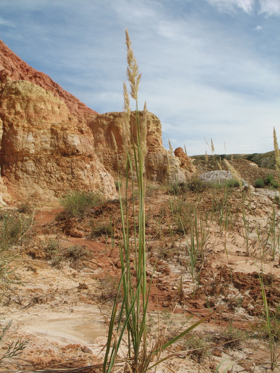 Image of genus Calamagrostis specimen.