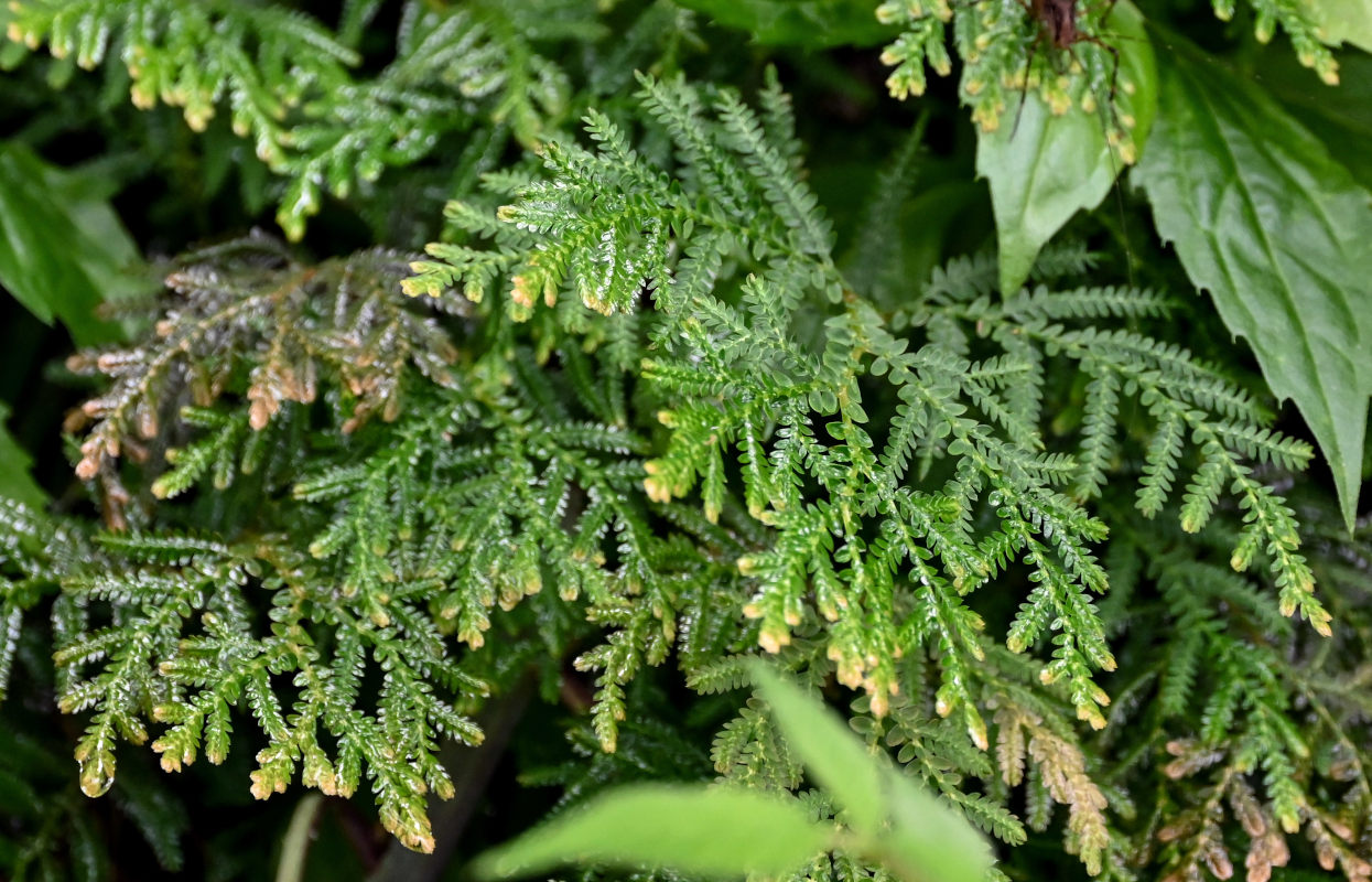 Image of Selaginella uncinata specimen.