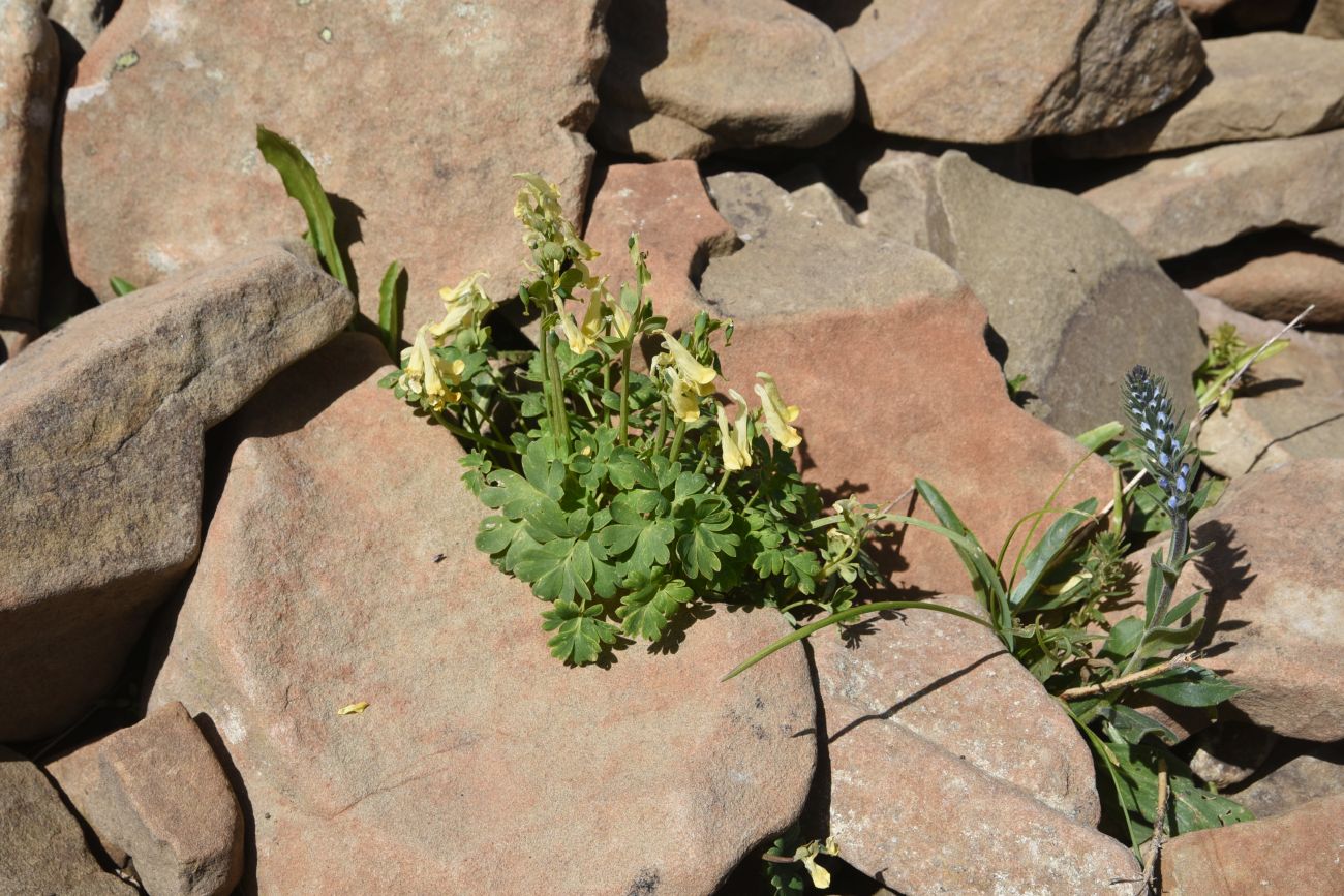 Image of Corydalis pallidiflora specimen.
