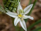Ornithogalum ponticum