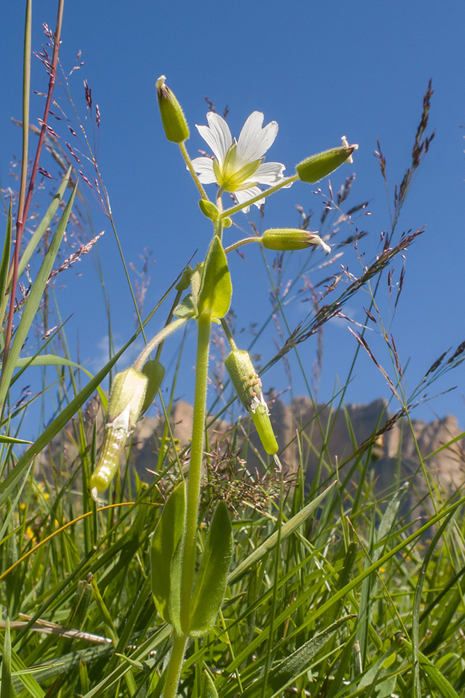 Image of Cerastium purpurascens specimen.