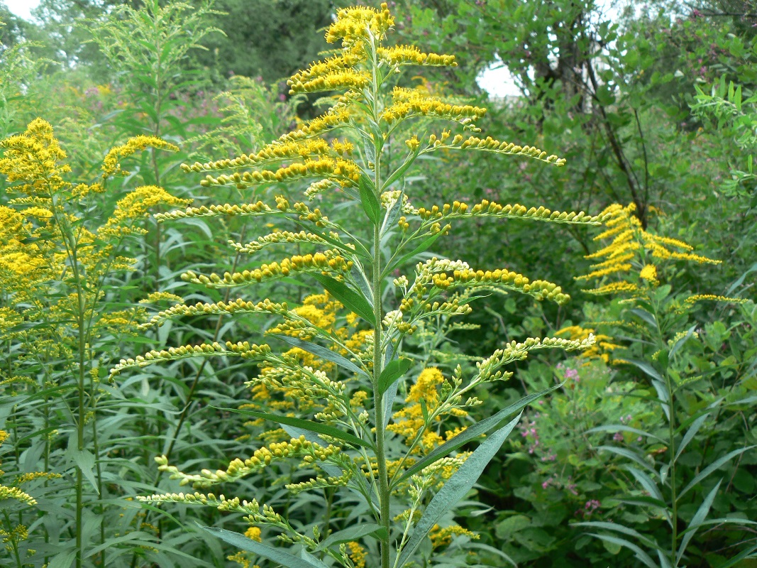 Image of Solidago canadensis specimen.