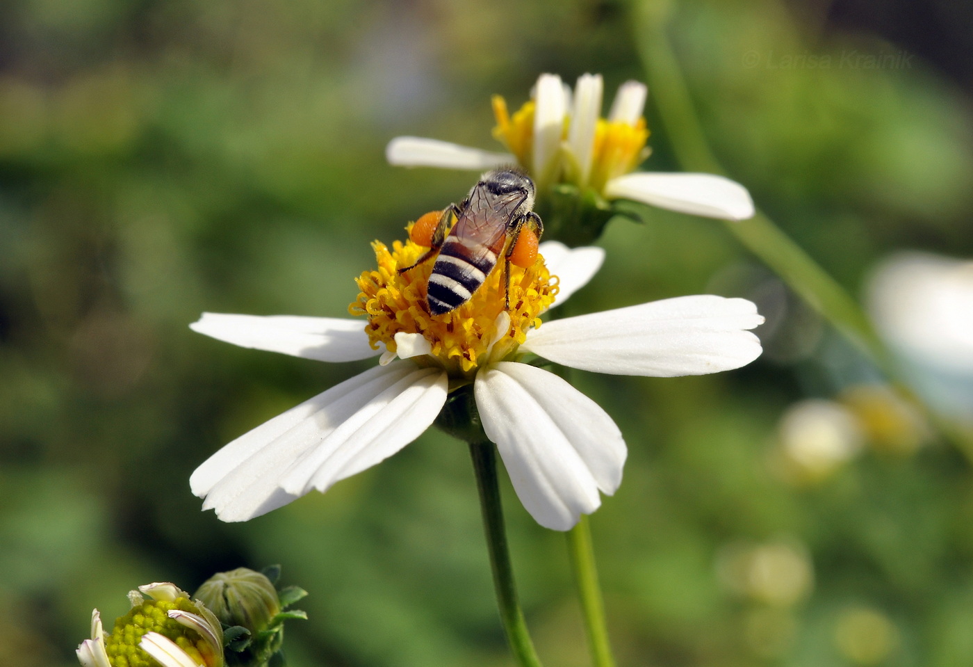 Image of Bidens alba specimen.