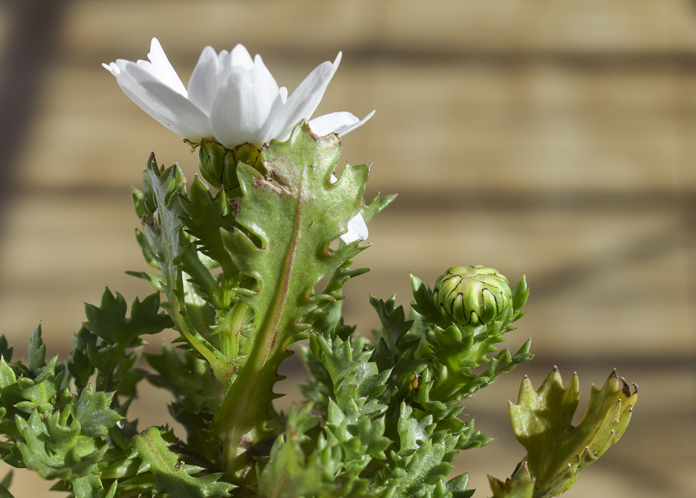 Image of Leucanthemum paludosum specimen.