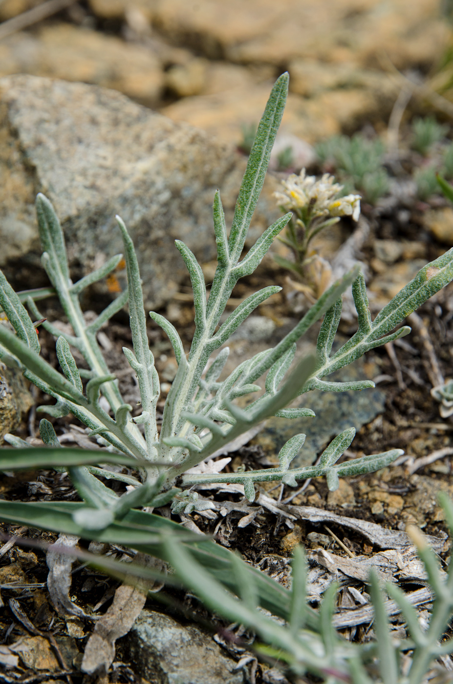 Image of genus Jurinea specimen.