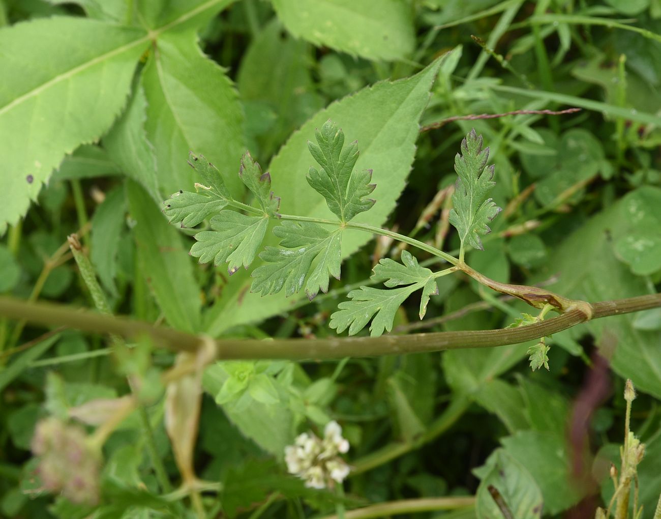 Image of familia Apiaceae specimen.