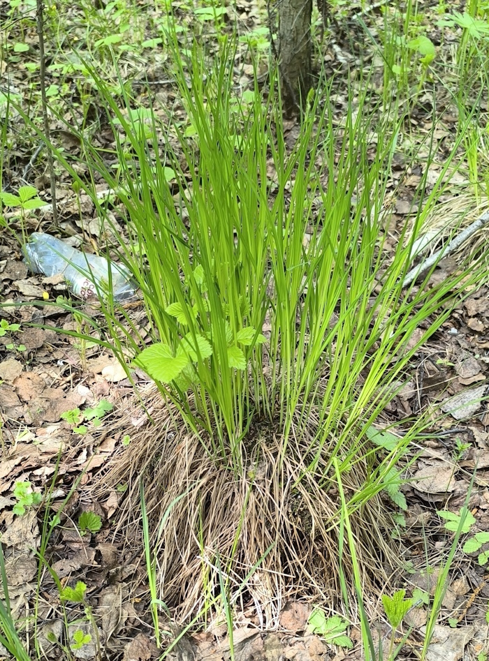 Изображение особи Carex cespitosa.