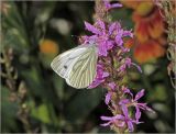 Lythrum salicaria. Соцветие с питающейся бабочкой-белянкой (Pieris napi - Брюквенница). Московская обл., Раменский р-н, окр. дер. Хрипань, садовый участок. 13.08.2013.