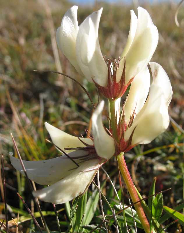 Image of Trifolium polyphyllum specimen.