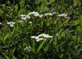 Spiraea × cinerea