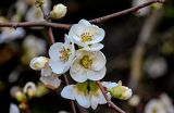Chaenomeles × vilmoriniana. Часть ветви с цветками и бутоном. Краснодарский край, Сочи, Адлерский р-н, парк \"Южные культуры\", в культуре. 09.03.2025.