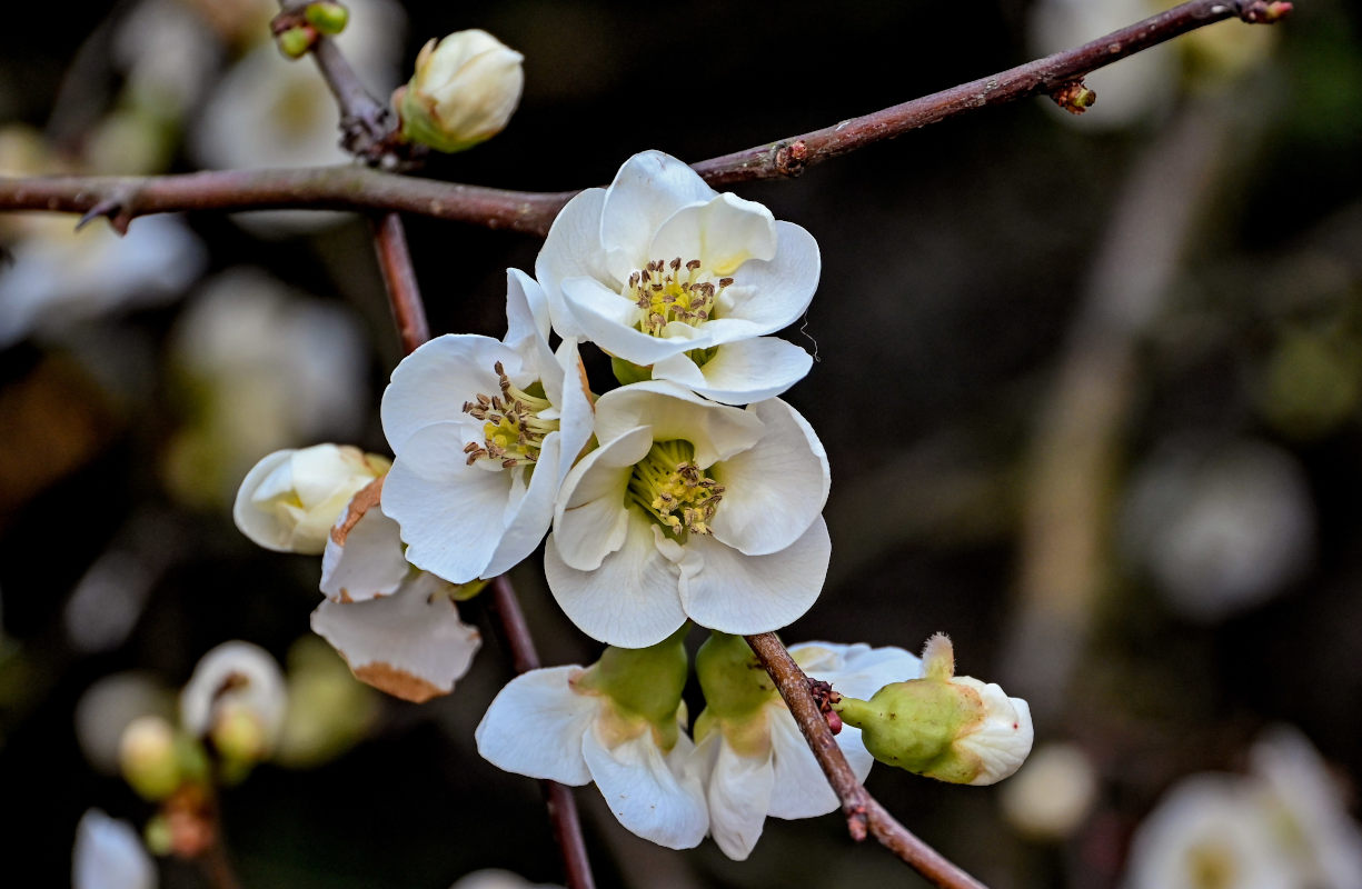 Image of Chaenomeles × vilmoriniana specimen.