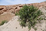 Zygophyllum gontscharovii. Плодоносящее растение. Таджикистан, Хатлонская обл., Кабодиёнский р-н, хр. Аруктау, окр. пер. Дандан-Чикан, пестроцветы. 15 апреля 2025 г.