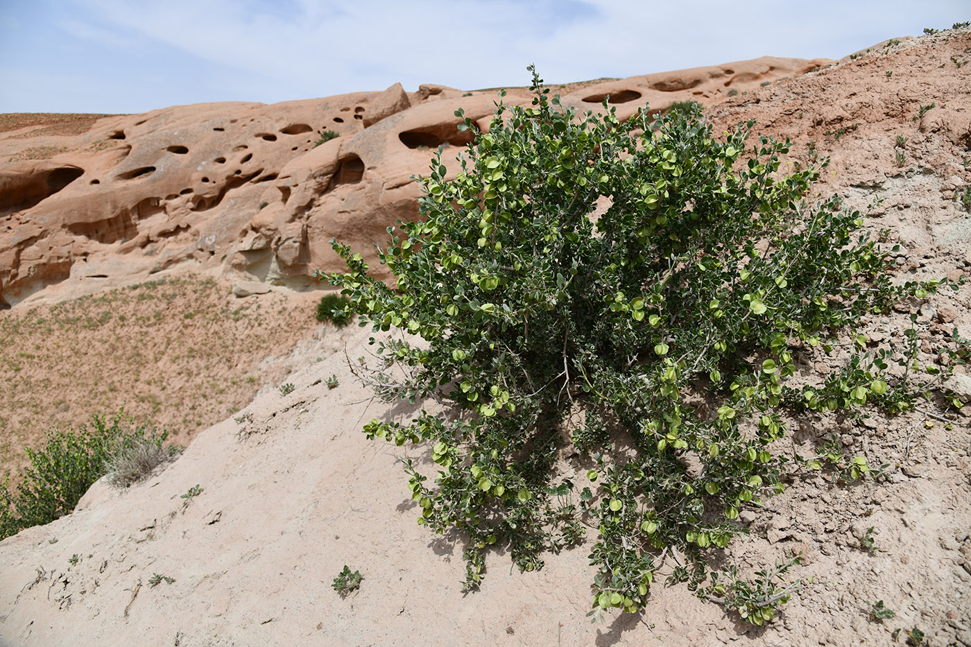 Image of Zygophyllum gontscharovii specimen.